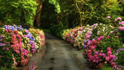 Estrada Flores Após A Chuva