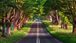 Estrada Floresta