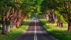 Estrada Floresta