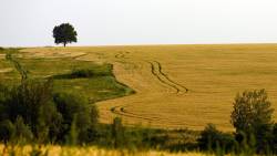 Farm Tree Wide