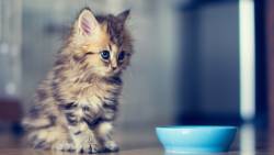 Gatinho Olhando