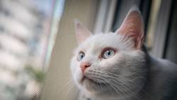 Gato Branco Olhando Pela Janela