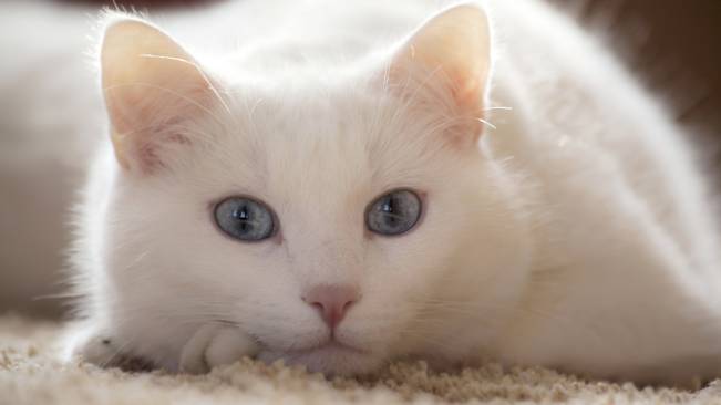 Gato Branco Olhando