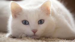 Gato Branco Olhando