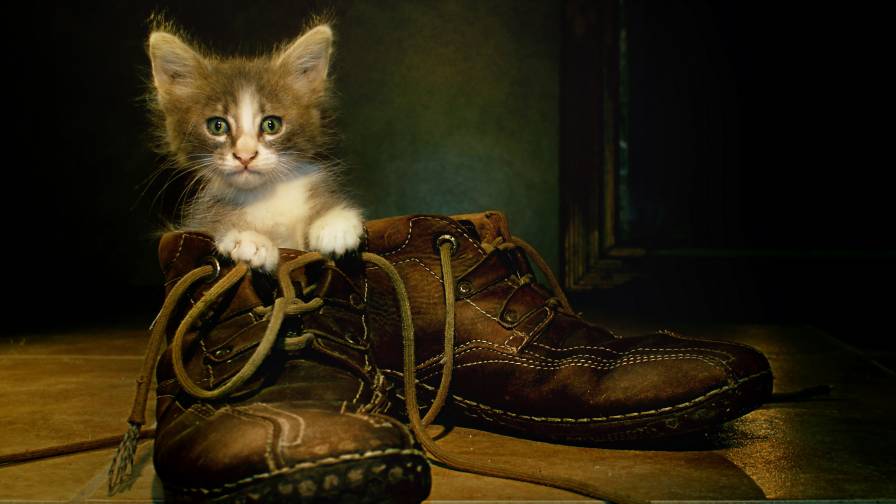 Gato Dentro Do Sapato