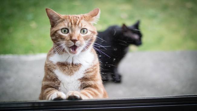 Gato Espantado