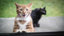 Gato Espantado