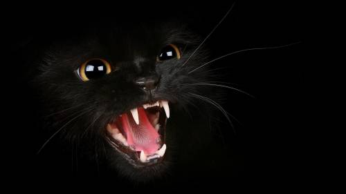 Gato Negro Raiva