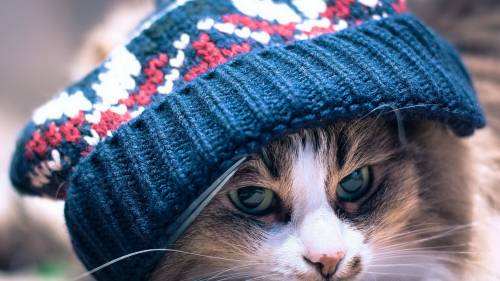 Gato Olhando Com Toca