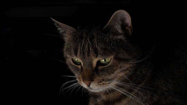 Gato Olhando Escuro