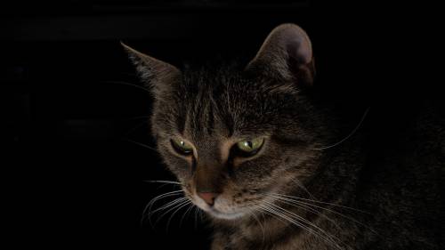 Gato Olhando Escuro