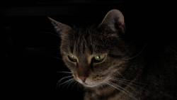 Gato Olhando Escuro