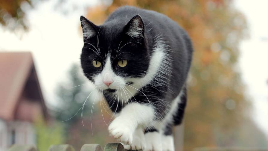 Gato Preto E Branco Passeando