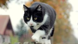 Gato Preto E Branco Passeando