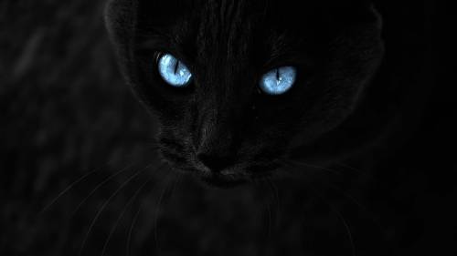 Gato Preto Olhos Azuis