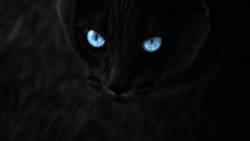 Gato Preto Olhos Azuis