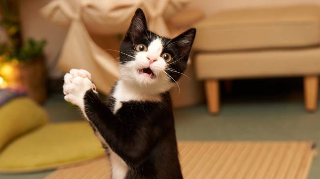 Gato Rezando Assustado