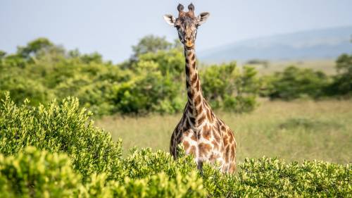 Girafa No Campo