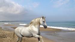 Horse Beach Normal