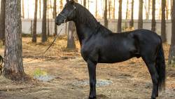 Horse Black HD
