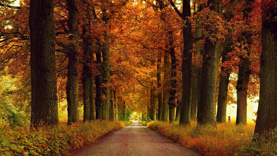 Landscape Street 6 HD