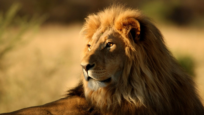Leao Savana
