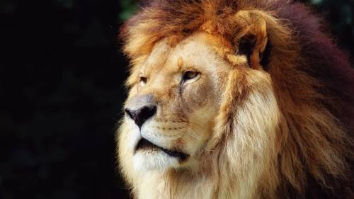 Lion 9 Wide
