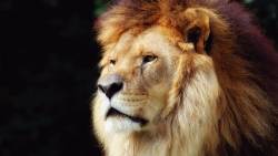 Lion 9 Wide