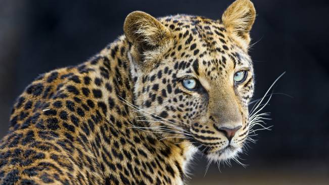 Leopardo Olhos Azuis