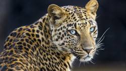 Leopardo Olhos Azuis