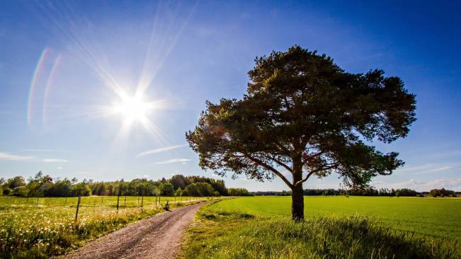 Street Sun Tree Wide