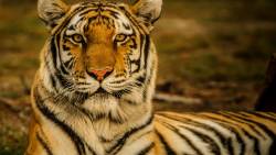Tigre Deitado Olhando