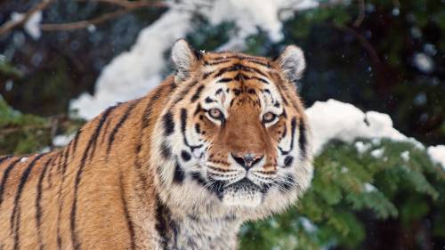 Tigre Olhando