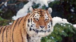 Tigre Olhando